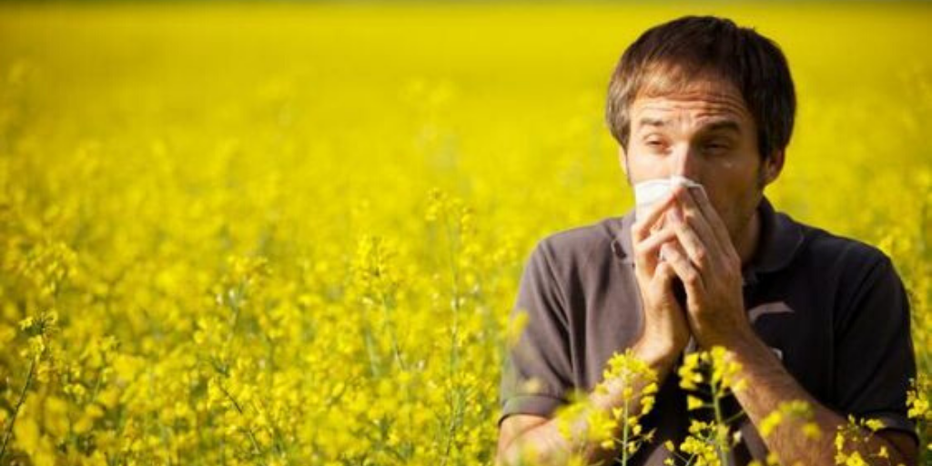 Why Does Pollen Cause Allergies? Feature Image